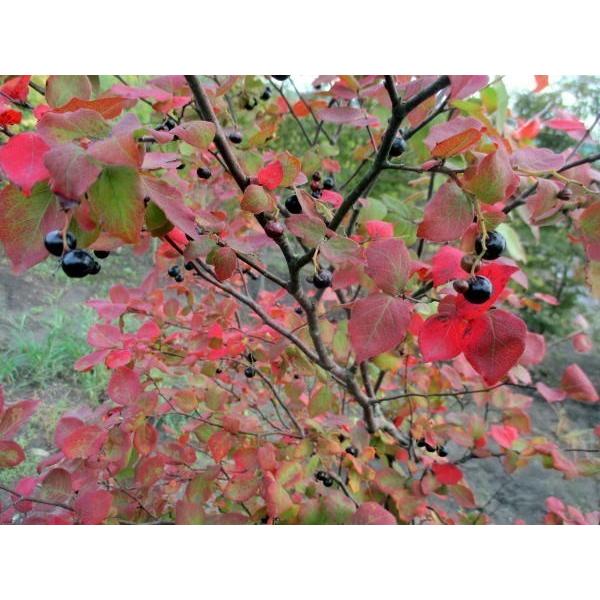 現品発送 ナツハゼ 樹高1.8-1.9m(根鉢含まず)紅葉 庭木 植木 落葉樹 落葉低木 送料無料 現品発送 ナツハゼ 庭木 落葉樹 送料無料 シンボルツリー