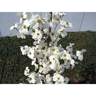 【開花中】ハナミズキ 白花 樹高2.0m以上根鉢含まず) シンボルツリー 庭木 植木 落葉樹 落葉高木 爆買の画像