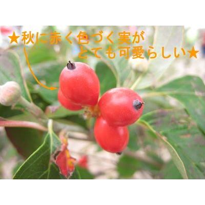 【開花中】ハナミズキ 白花 樹高2.0m以上根鉢含まず) シンボルツリー 庭木 植木 落葉樹 落葉高木 爆買の画像