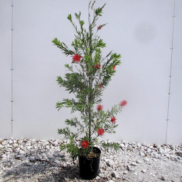 ブラキオ龍樹　4枚 ブラキオ龍樹 4枚 ブラキオ龍樹 S5/S11｜デュエマシングルカード