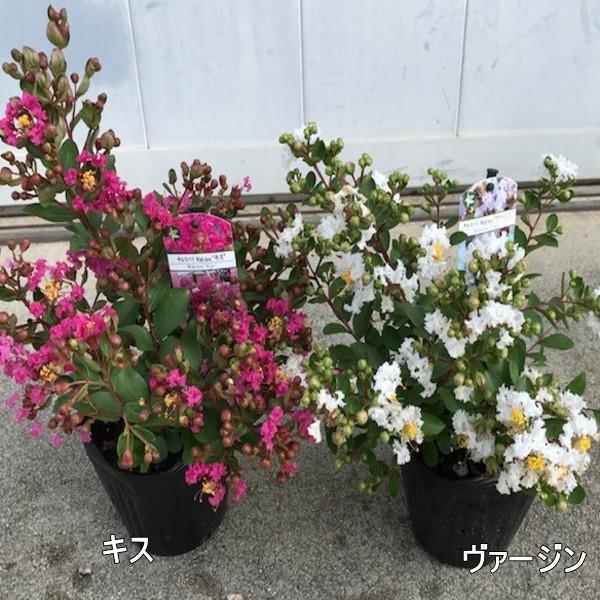 珍しい 大きくならない低木のサルスベリ 5品種セット 落葉樹 落葉低木 わい性 花木 G0760 ぐりーんぐりーん 通販 Yahoo ショッピング