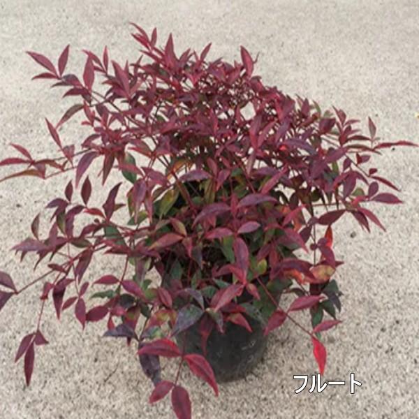 珍しい海外のナンテン 南天 二品種セット フルートとオブセス 常緑樹 常緑低木 わい性 紅葉 G0761 ぐりーんぐりーん 通販 Yahoo ショッピング