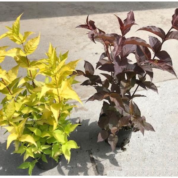 ディエルヴィラ２品種セット ハニービーとディヴァ 5号 庭木 植木 花木 落葉低木 落葉樹 送料無料 毎日続々入荷 5号