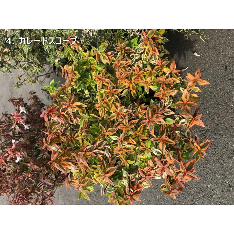 お庭のワンポイントのアベリア 5品種セット 5号ポット 常緑低木 常緑樹 花木 G0767 ぐりーんぐりーん 通販 Yahoo ショッピング