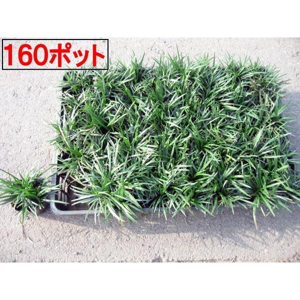 タマリュウ 玉竜ポット １６０ポット ４０ポット ４ケース 海外並行輸入正規品 7 5cmポット 翌日発送可 ガーデニング下草グランドカバー