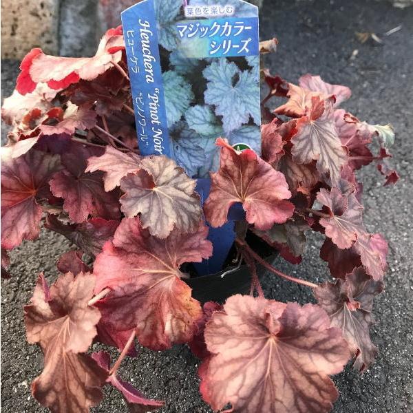 大きめ5号のヒューケラ 4品種セット マジックカラーシリーズ