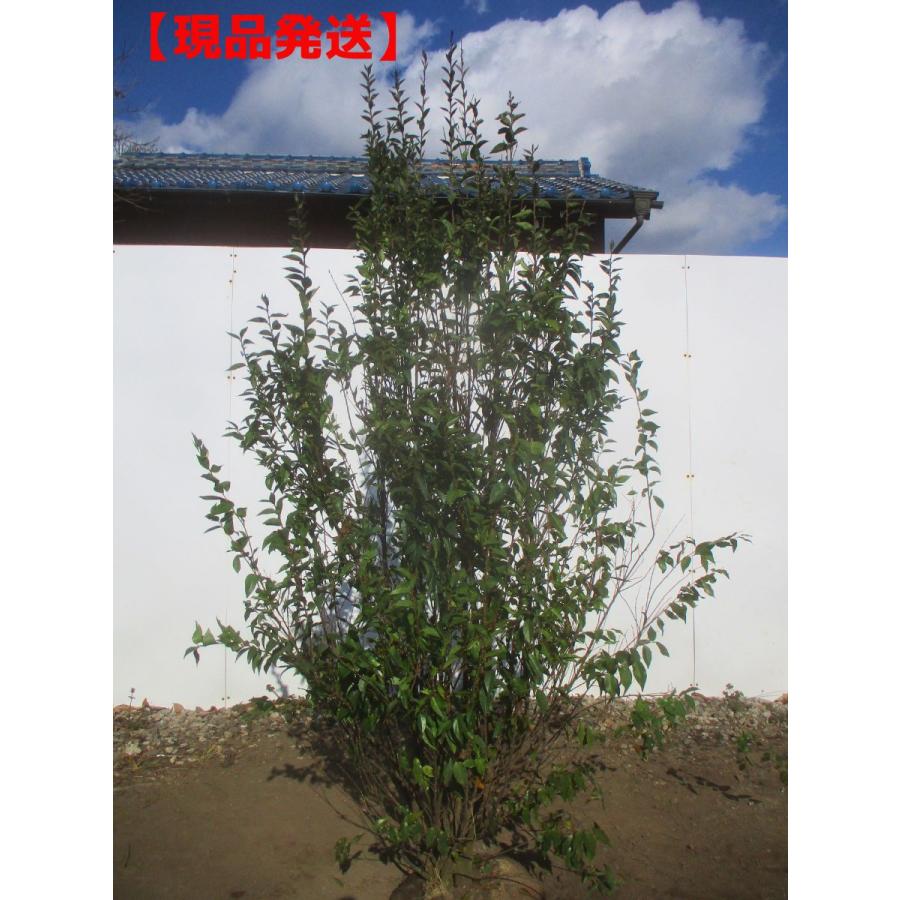 ボトルツリー　M2　８号　高さ125ｃｍ 楽天市場】Branch Trees® 最高級リッチ クリスマスツリー 150cm