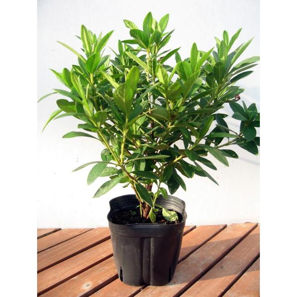 平戸ツツジ 藤万葉 健康な落葉樹の苗木 明るい緑 ツツジ 藤万葉