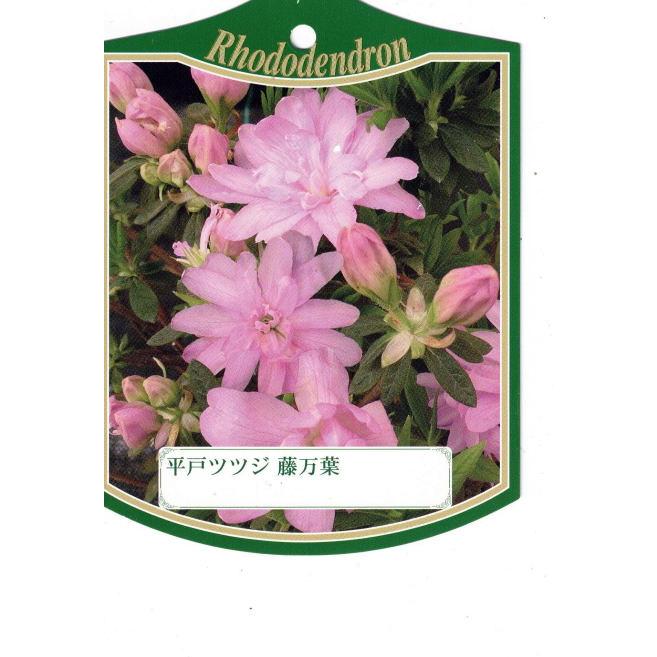 平戸ツツジ　藤万葉　健康な落葉樹の苗木 明るい緑 ツツジ 藤万葉 苗 販売 苗木部 By 花ひろばオンライン