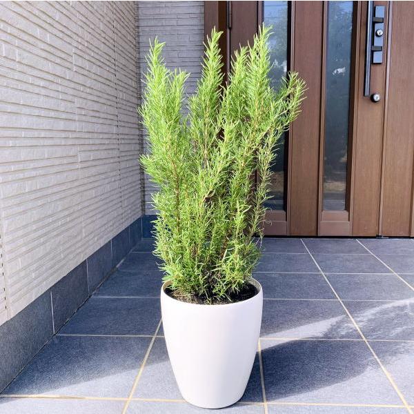 ローズマリー 7号 鉢カバー 樹高60cm前後(鉢底から) ハーブ 翌日