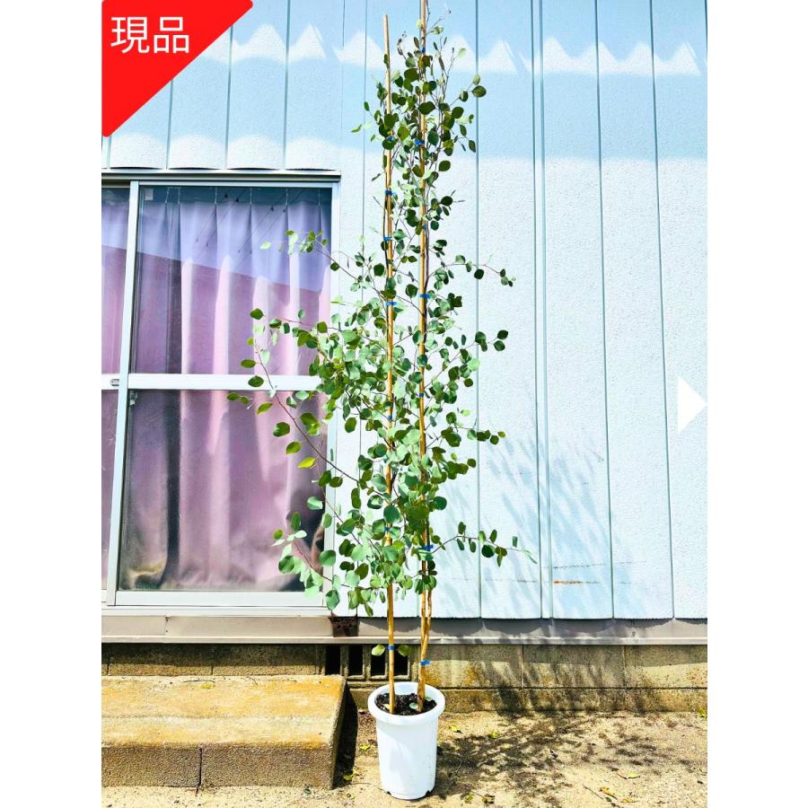 現品発送 ユーカリ ポポラス 7-8号 樹高2.2-2.4m(鉢底から)<BR>マルバ