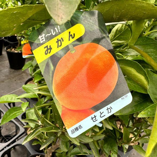 せとか みかんの苗木 ミカンの果樹苗 9号 樹高1.5m前後(鉢底から