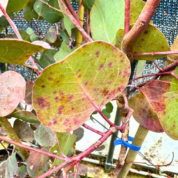 ユーカリ(ポポラス) 株立ち 樹高1.8m前後(根鉢含まず) 苗木 苗 マルバ