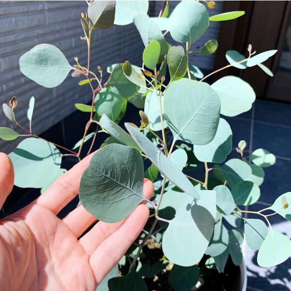 現品発送 ユーカリ ポポラス 株立ち 樹高1.7-1.8m(鉢底から) 8号