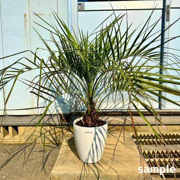 最大55 オフ ココスヤシ 7号鉢 樹高約0 6m 鉢底から シンボルツリー 化粧鉢 庭木 植木 常緑樹 常緑高木 南国風