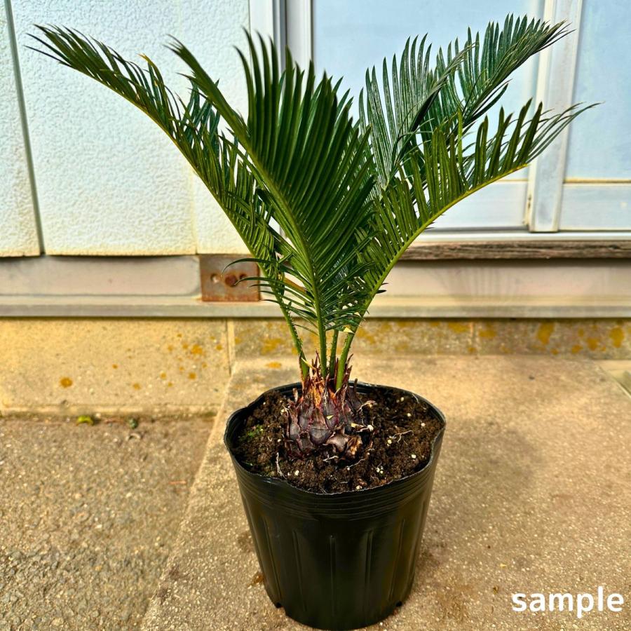 ソテツ 蘇鉄 6号 シンボルツリー 苗木 苗 50cm(鉢底から) 庭木 植木