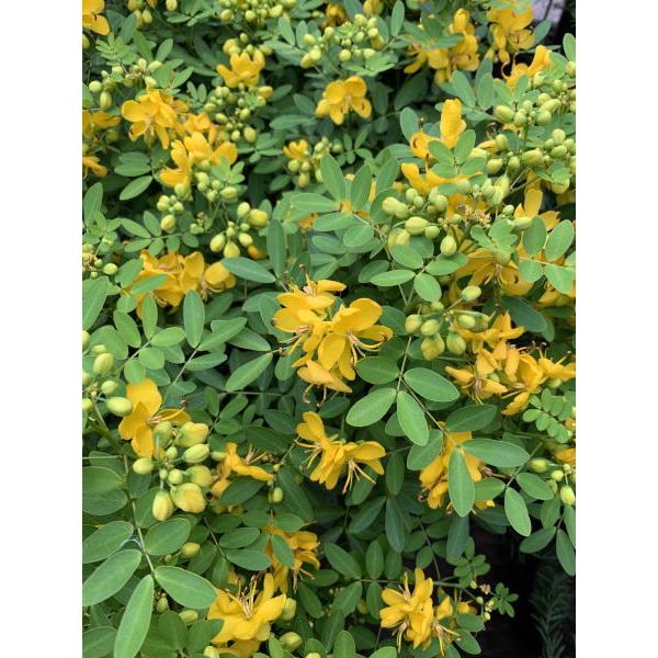 カシア コリンボーサ 7号 21cm ポット 樹高0 5m以上 根鉢含まず ハナセンナ シンボルツリー 庭木 植木 中低木 G0856 ぐりーんぐりーん 通販 Yahoo ショッピング