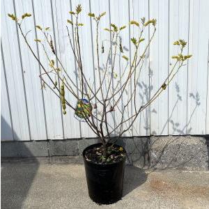 カシア コリンボーサ 7号 21cm ポット 樹高50cm前後 鉢底から ハナセンナ シンボルツリー 庭木 植木 中低木 G0856 ぐりーんぐりーん 通販 Yahoo ショッピング