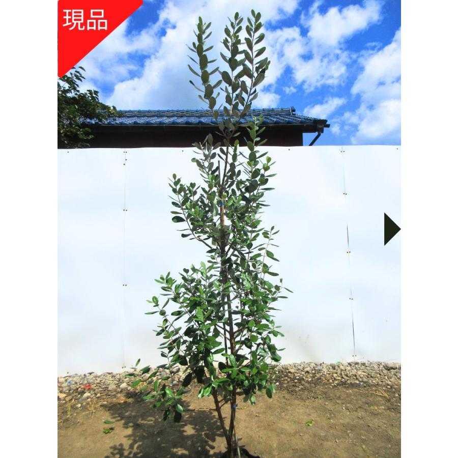 現品発送 フェイジョア トライアンフ 実のなる特大サイズ！樹高1.8-2.0 