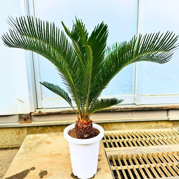 ソテツ 蘇鉄 7号 シンボルツリー 鉢植え 庭木 植木 常緑樹