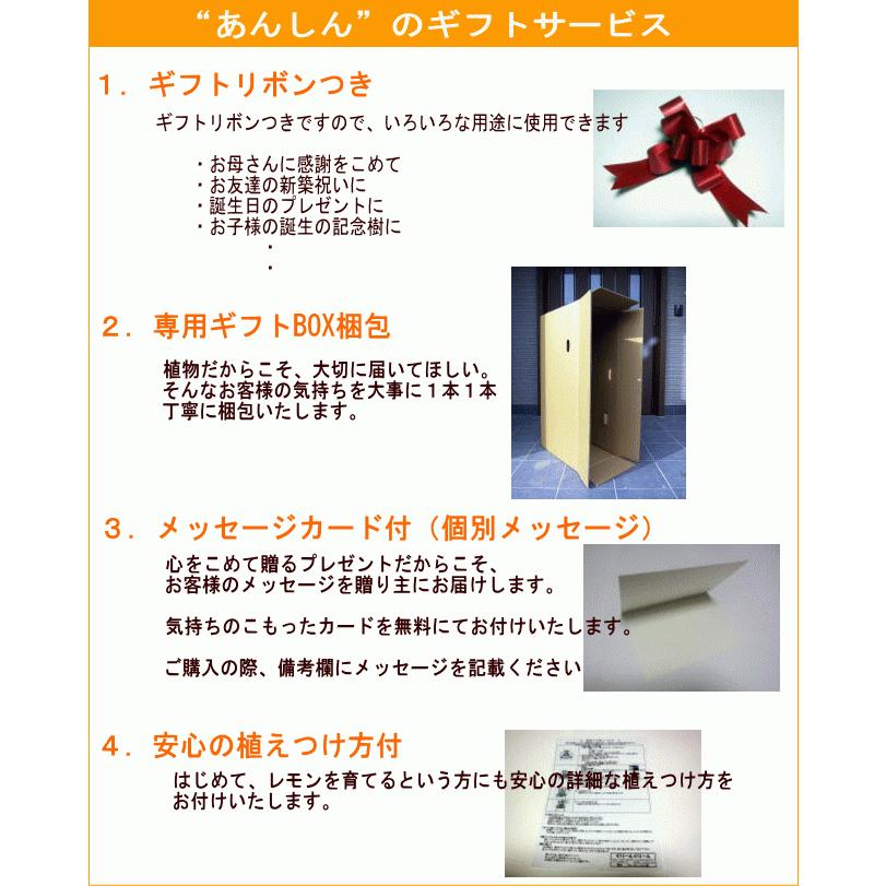 ソテツ 蘇鉄 7号 シンボルツリー 鉢植え 庭木 植木 常緑樹 ソテツ 蘇鉄 7号 シンボルツリー 鉢植え 庭木 植木 常緑樹