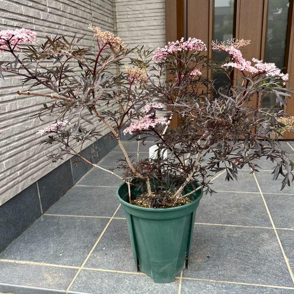 ブラックサンブカゼブラドリンクのレシピ