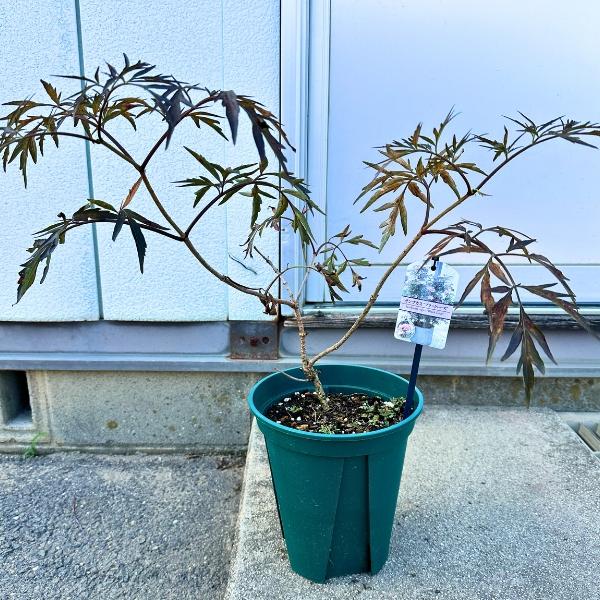 サンブカス ブラックレース 7号ポット 樹高60前後(鉢底から) 西洋