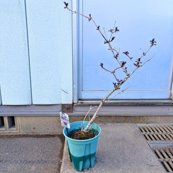 サンブカス ブラックレース 7号ポット 樹高60前後(鉢底から) 西洋