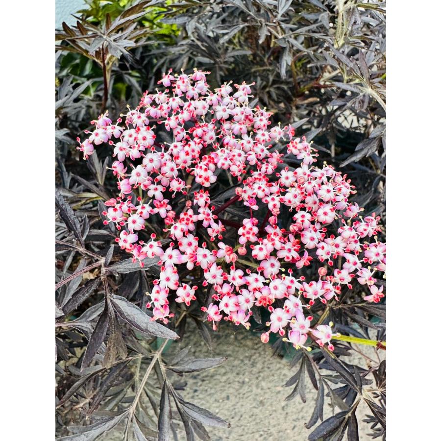 サンブカス ブラックレース 7号ポット 樹高50cm前後(鉢底から) 西洋