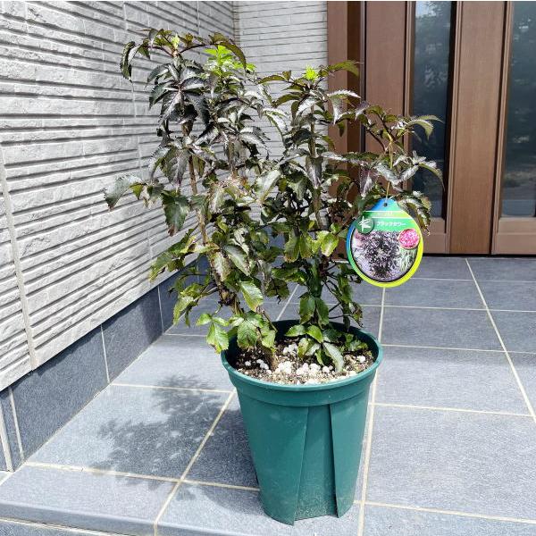 ブラックサンブカゼブラドリンクのレシピ