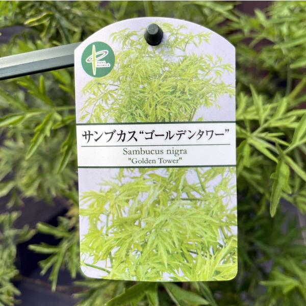 サンブカス ゴールデンタワー 8号ポット 樹高70cm前後(鉢底から) 西洋