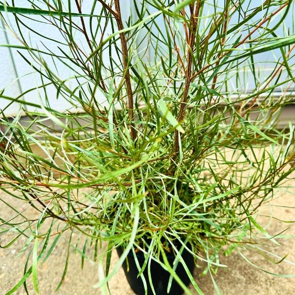 ショップ グレビレア エンドリチェリアナ 1.2m グレビレア エンドリ