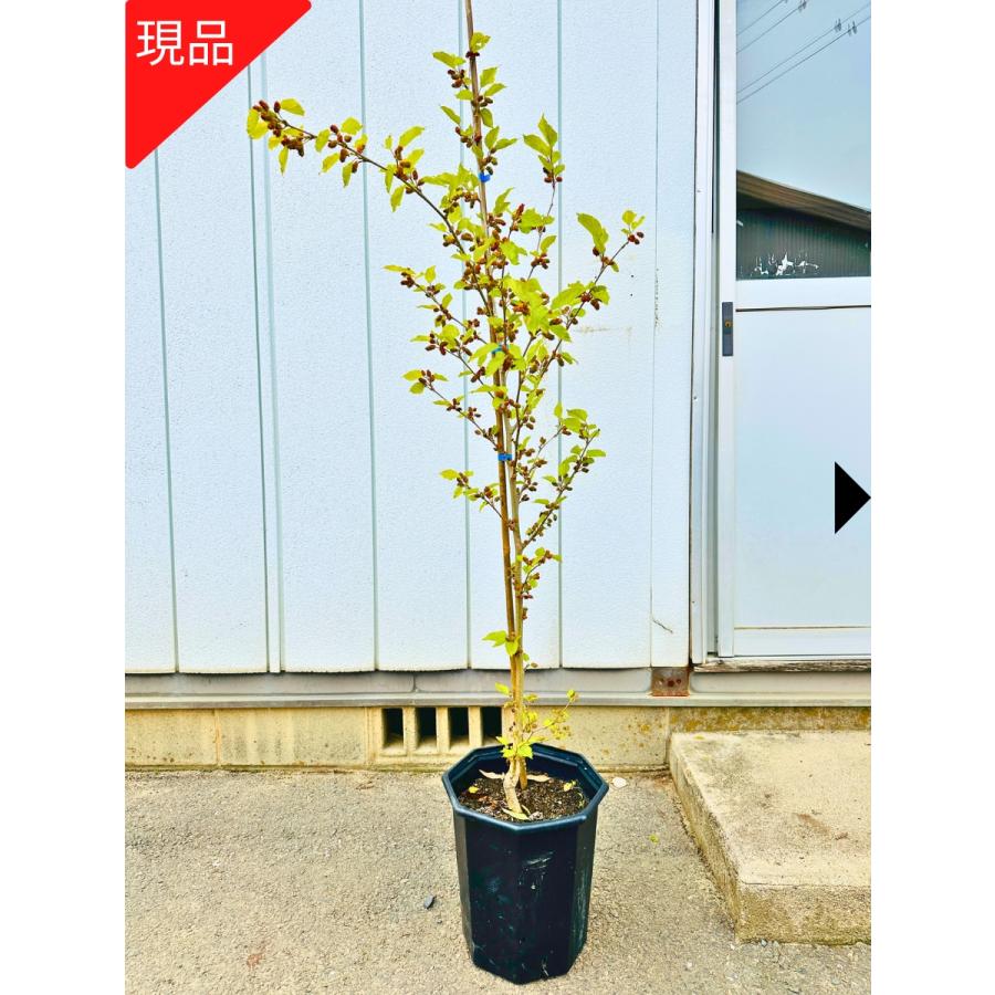 現品発送 スイートマルベリー 桑の木 9号 樹高1.2-1.3m 苗木 苗 接ぎ木