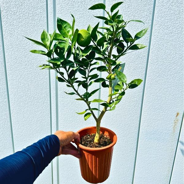 すだちの木 5号 樹高50cm(鉢底から) スダチの苗木 接ぎ木苗 鉢植え