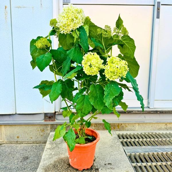 アメリカアジサイ アナベル 7号又は8号 樹高60cm前後(鉢底から) 白花