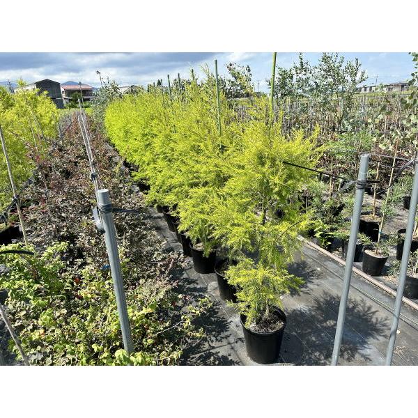 メラレウカ レボリューションゴールド 樹高1.8m以上(鉢底から）9号