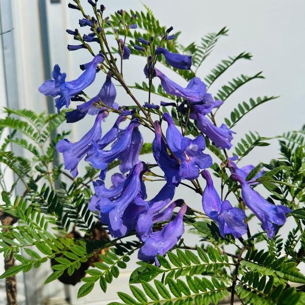 矮性ジャカランダ ブルーブロッサム ビューイング