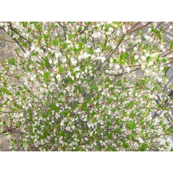 特大ドウダンツツジ(白花) 樹高1.5m前後(根鉢含まず) 満天星躑躅 苗木