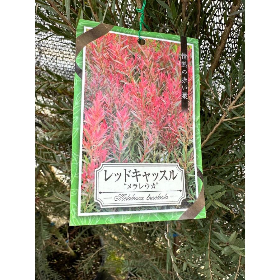 良品。メラレウカ レッドジェム1.5M(鉢底から)品番A メラレウカ レッドジェム 樹高1.5m以上(鉢底から）9号ポット