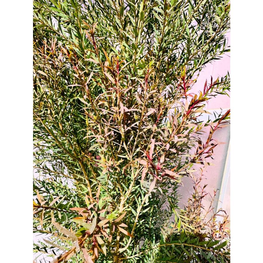 良品。メラレウカ レッドジェム1.5M(鉢底から)品番A メラレウカ レッドジェム 樹高1.5m以上(鉢底から）9号ポット