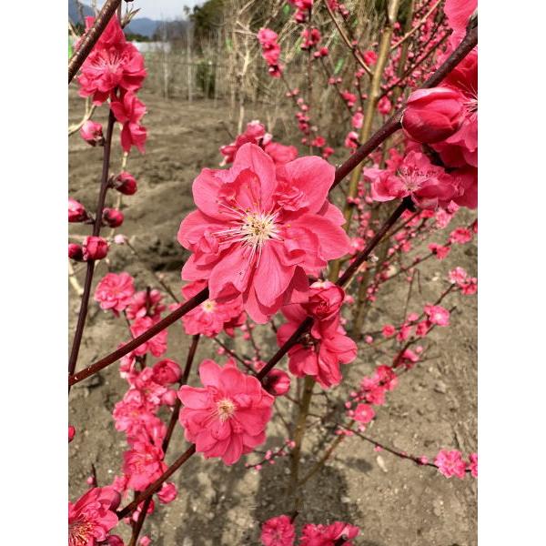 花桃 ハナモモ 赤花 矢口桃 ヤグチモモ 樹高1.8m前後(根鉢含まず）シンボルツリー 庭木 植木 落葉樹 落葉高木 花木 送料無料 爆買の画像