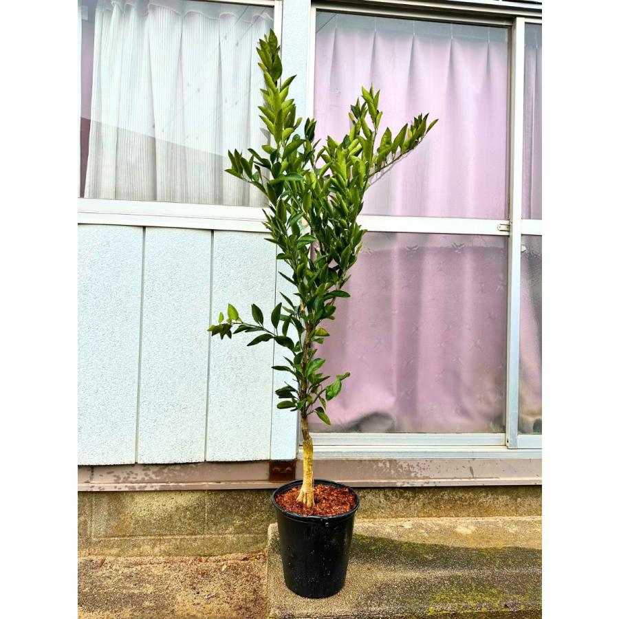 田口早生 みかんの苗木 ミカンの果樹苗 8号 樹高1.6m前後(鉢底から