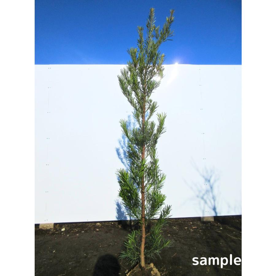 ラカンマキ 樹高2.0m前後(鉢底から）羅漢槇の木 苗木 苗 シンボル 