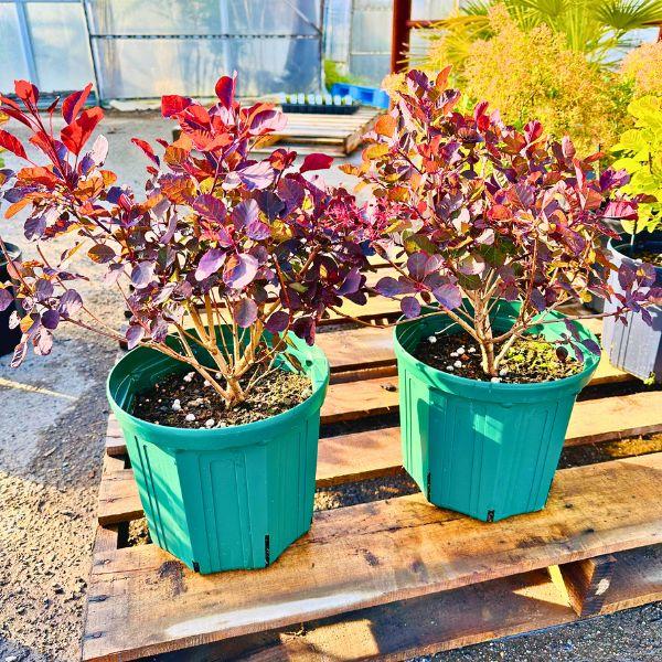 スモークツリー 赤花① 鉢底から約170cm 送料込み価格 スモークツリー 赤花① 鉢底から約170cm 送料込み価格