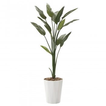 超特価激安 光の楽園 光触媒加工 人工観葉植物 ストレチア1 6m 729a250 28 代引き不可 同梱不可 Ab グリーティンズ 通販 Yahoo ショッピング 受賞店舗 App Hds Dep Com