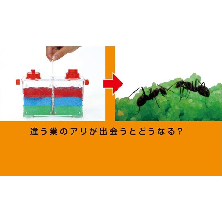 理科実験キット アリさんまるごと観察キット 自由研究 自由工作 ３年生 ４年生 中学年 At グルーヴプラン Yahoo 店 通販 Yahoo ショッピング