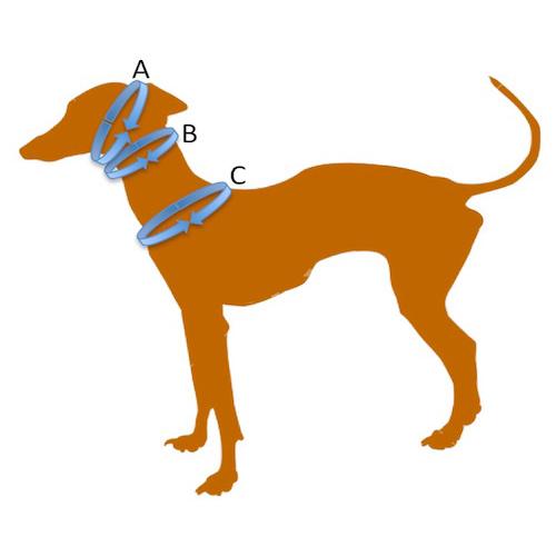 ヒッコリー ハーフチョーク 小型犬用 ミニピン イタグレにぴったり Ch5s Groovygroupie With Dog 通販 Yahoo ショッピング