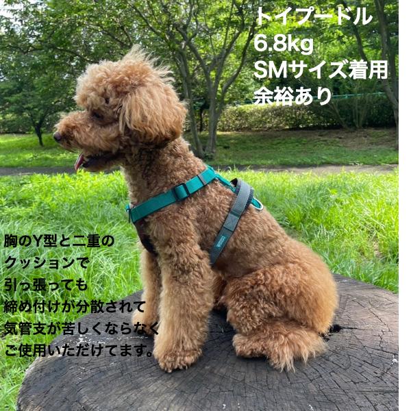 オーダー受付 6犬種Fruity Jar② ご予約ページ 7/17 オーダー受付 6犬