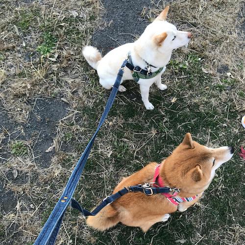 二頭・三頭用】セット【ダブルクッション】多頭飼いショルダーリード