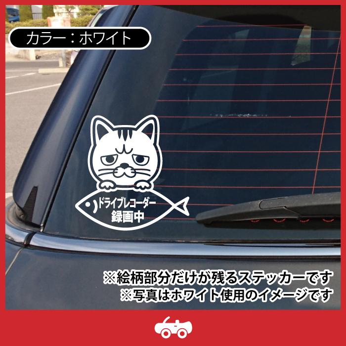 エキゾチック ショートヘア A 猫 ネコ ねこ ドラレコ ドライブ